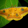 Tussar silk moth