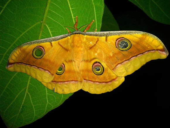 Tussar silk moth | Project Noah