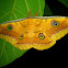 Tussar silk moth