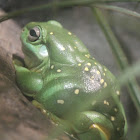 Splendid Tree Frog
