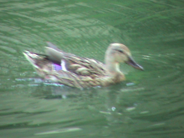 mallard/wild duck