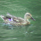 mallard/wild duck