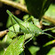 Catydid