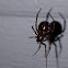 Brown widow