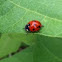 Nine spotted ladybug