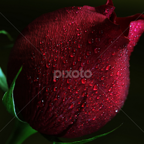 by Md Mamunur Rahman - Flowers Single Flower