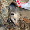 Virginia Opossum