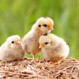 by Prachit Punyapor -  