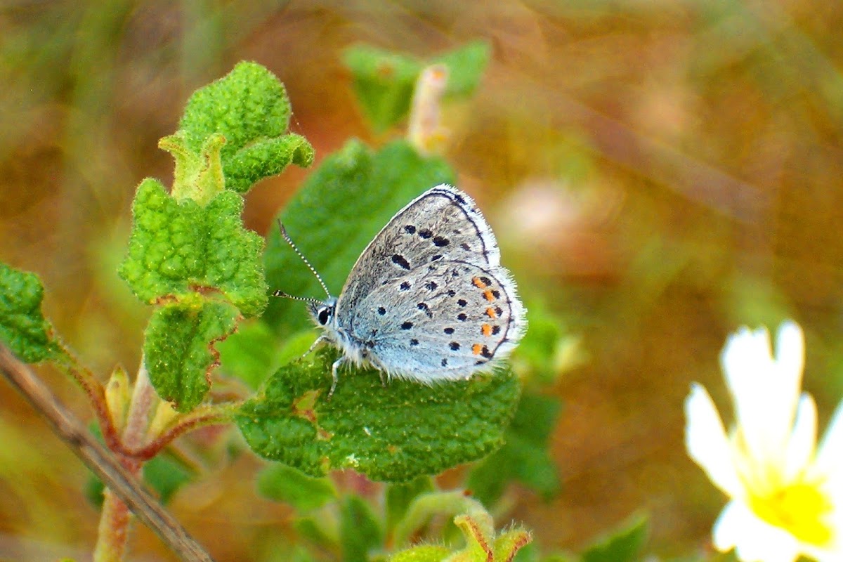 Eastern Baton Blue