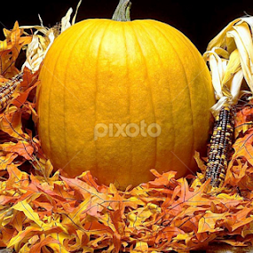 Thanksgiving for hoilday by Linda Morgan - Public Holidays Thanksgiving