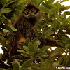 Yucatan spider monkey