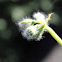 geranium bud