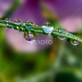 WATER DEW by Raj Nandi - Nature Up Close Leaves & Grasses