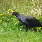 Takahe