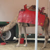 Camel