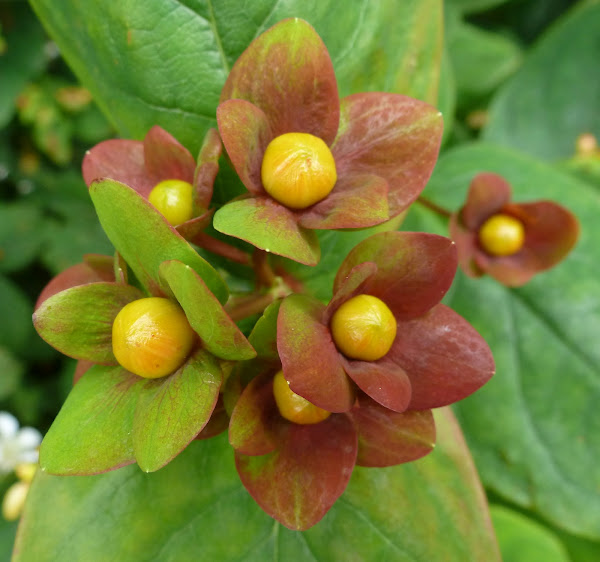 Tutsan | Project Noah