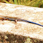 Five Lined Skink