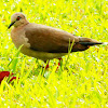 White-tipped dove
