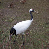 red crowned crane / Japanese crane