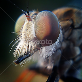 Cute Face by Sengkiu Pasaribu - Instagram & Mobile Android