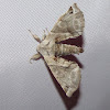 Silk moth