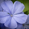 Blue Plumbago