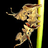 Lobster Moth caterpillar