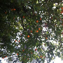 Citrus Sinensis