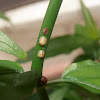 Scale insects