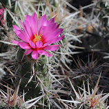 Cactus Flower by Sandra Blair -  