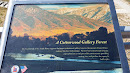 Cottonwood Gallery Forest Info