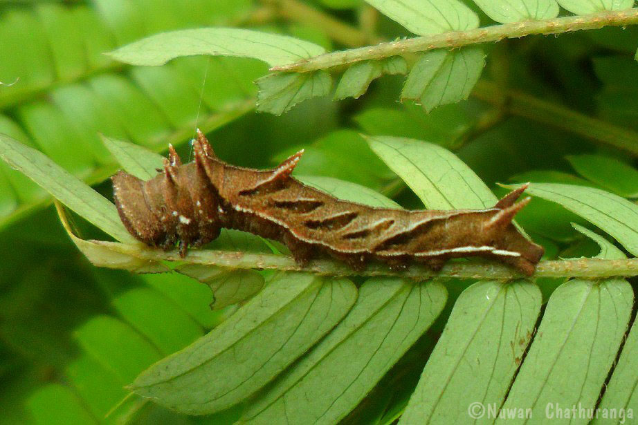 Common Lascar caterpillar