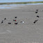 Tricolored Blackbird, Red-winged Blackbird, and Black-necked Stilt