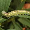 Common gluphisia (larva)