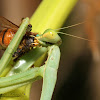 Bordered Mantis eating Honey bee