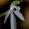 Lady finger orchid