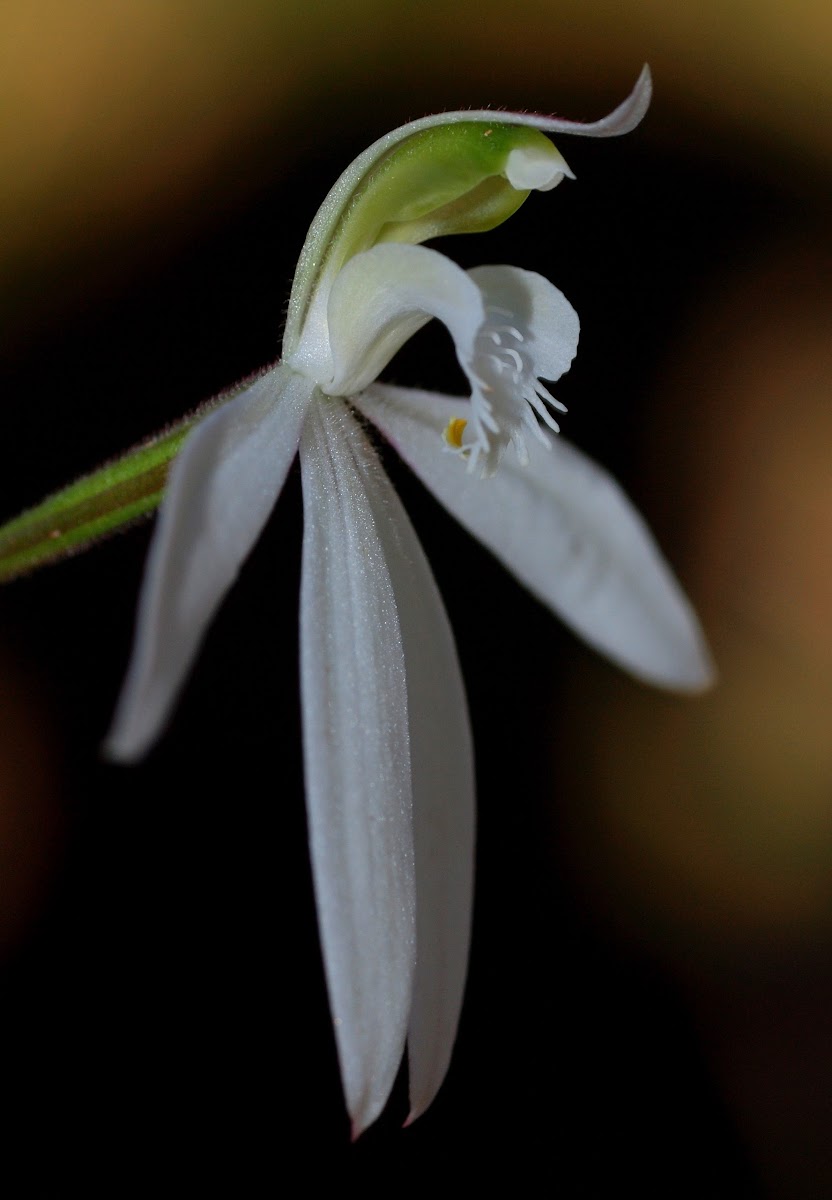 Lady finger orchid