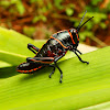 Lubber Grasshopper nymphs