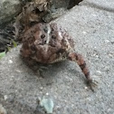 A toad