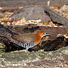 Slaty-legged Crake