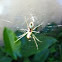 Golden orb-web Spider