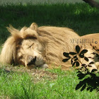 Transvaal lion