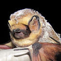 Hoary Bat