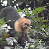 white throated capuchin