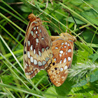 Great Spangled Fritillary butterflies (mating pair)