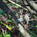 Anna's Hummingbird - Juvenile