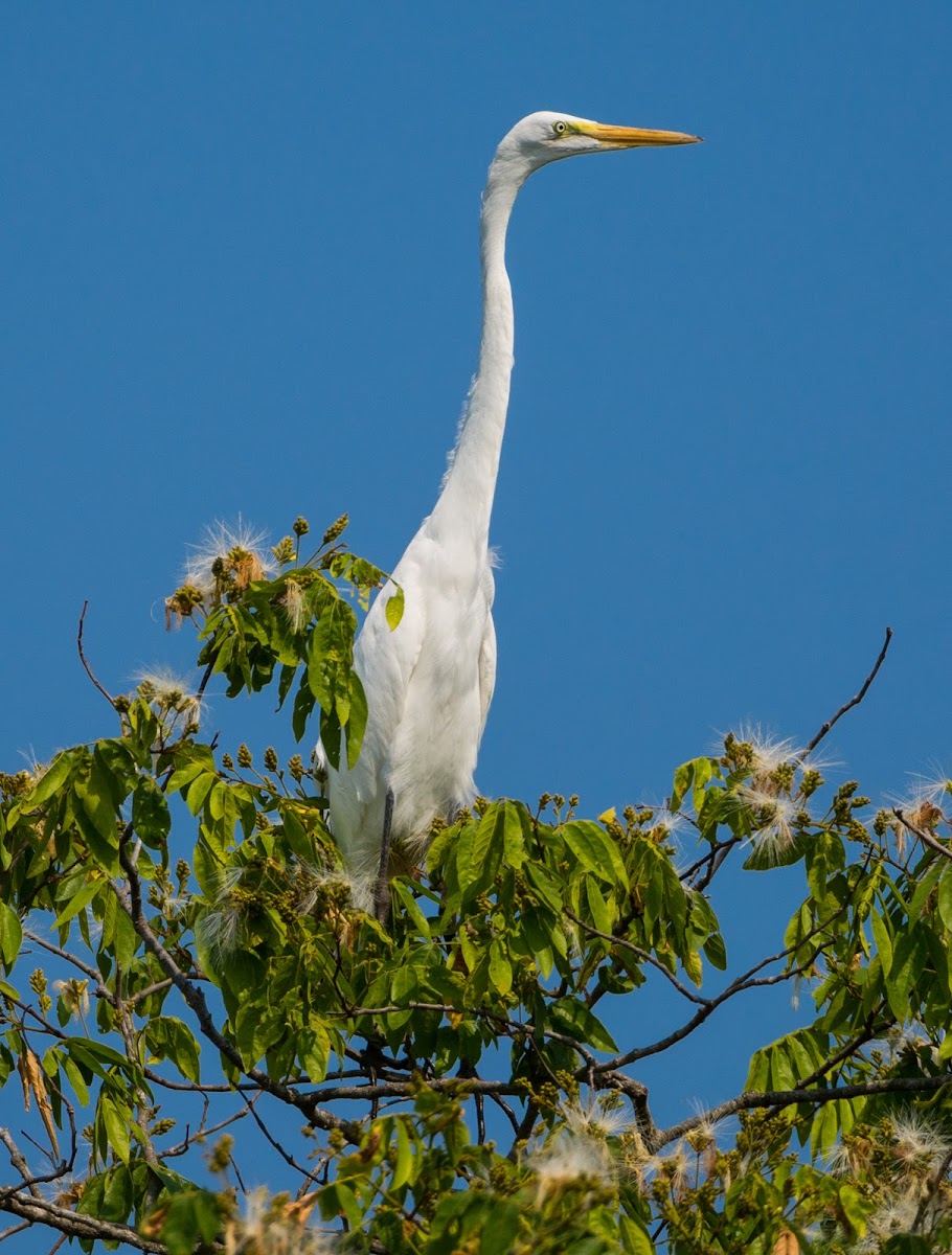 Garça-branca-grande(Great Egret)