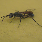 Grass-carying Wasp