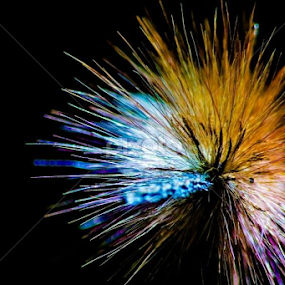 Rainbow Flower by Christian Lukman - Nature Up Close Other plants