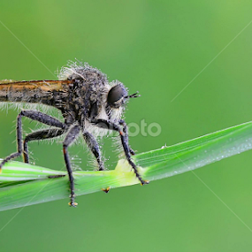 Nitsan Amir by Nitsan Amir - Animals Insects & Spiders